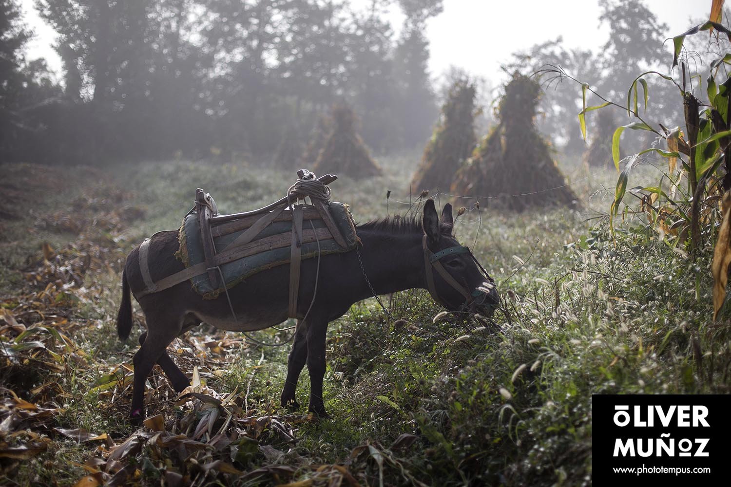 La&nbsp;Albania&nbsp;de&nbsp;Skanderbeg
