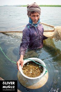 Bangladés, la Pakistán Oriental ( Bangladesh )