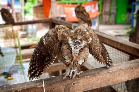 Indonesia, cada isla una cultura