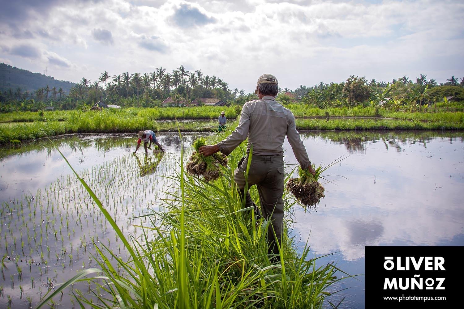 Bali siempre sorprende
