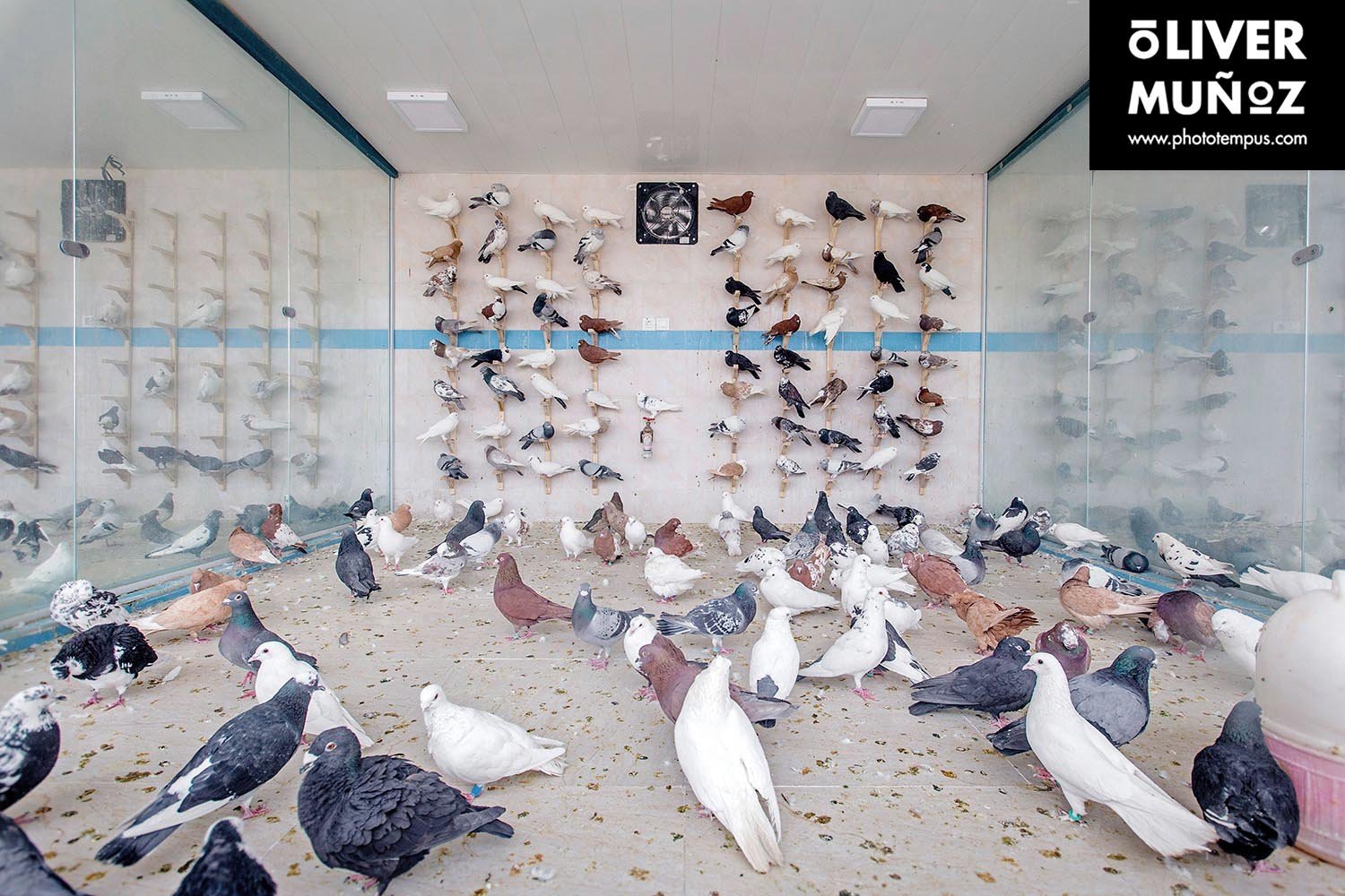 travel trip adventure pictures photographer fotografo fotografia viajes periodismo periodista aventura viaje oliver munoz phototempus retrato portrait muñoztehran isfahan yazd farsi khaju iran persa iman jomeini shahrekord bakhtiari Naqsh-e Jahan hakim ka