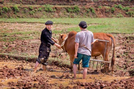 Vietnam y sus renovadas políticas Comunistas de Ho Chi Minh