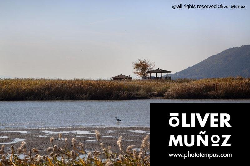 El paraíso natural de Suncheonman , santuario para las aves ( Corea del Sur )